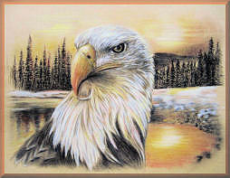 weikopfadler, adler, vogel