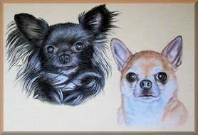 chihuahua, tierzeichnungen