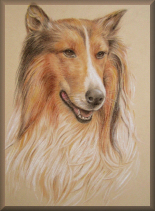 collie, hundeportraits