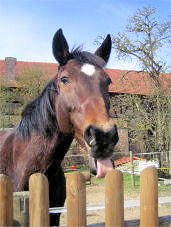 tiere, kopfportrait