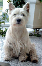 tiere, ganzkrperportrait