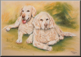 retriever, tierzeichnungen