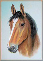 holsteiner, pferdeportrait
