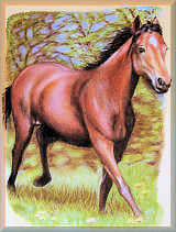 pferdeportrait, pferdebilder