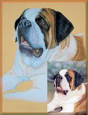 hundeportrait, bernhardiner