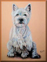 tierportraits, hundebild