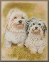 tierportraits, hundebild