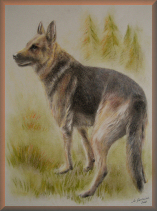 schferhunde, hundeportraits