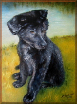 tierportraits, hundeportrait