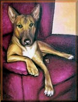 tierportraits, hunde