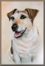tierportraits, hundebilder
