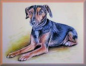 hundeportrait, tierportrait