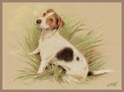 tierportraits, jack russel