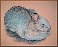kaninchen, zeichnung