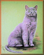 kater, katzenportraits