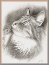 katzenportrait, zeichnung