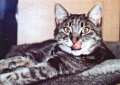 katzenportraits, katzenbild