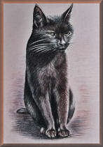 katzenbilder, tierportraits