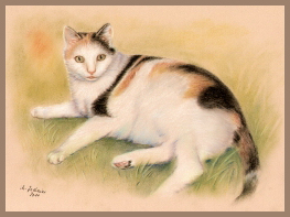 portraits, katze