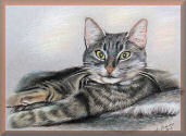 katzen, portrait, nach foto