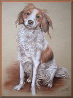 kooikerhondje, hundeportraits