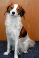 kooikerhondje, portraits