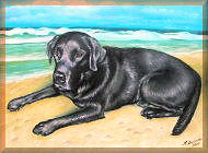 labrador, hundebild