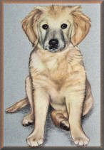 labrador, hundeportraits
