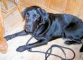 labrador, portraits, hunde