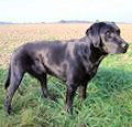 dogge, hundeportraits