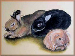 tierzeichnung, meerschweinchen