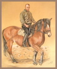 portrait, pferd