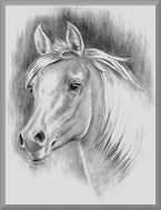 portrait, pferde