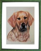 hundeportraits