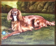 setter, hundebild