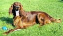 setter, hund, portrait