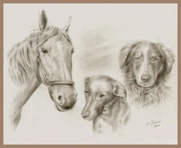 pferdeportrait, hundeportrait