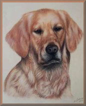 tierportraits, hundeportrait