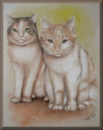 portrait, katzen